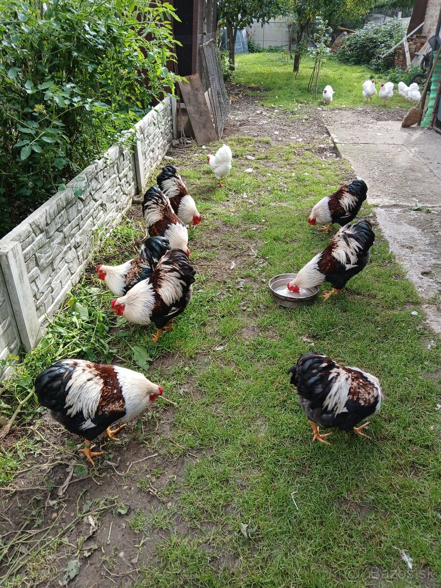 Zdrobnelá wyandotka lososová