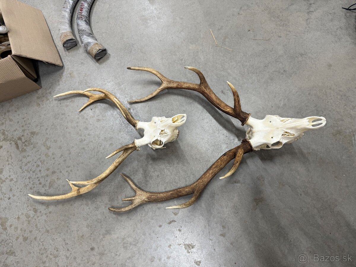 Trofej,parohy,parozie,Sika dybowsky