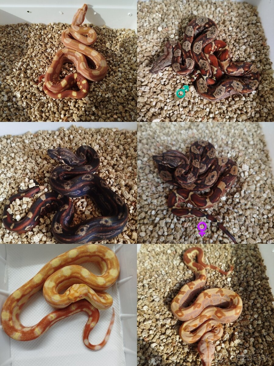 Boa Constrictor IMG INCA