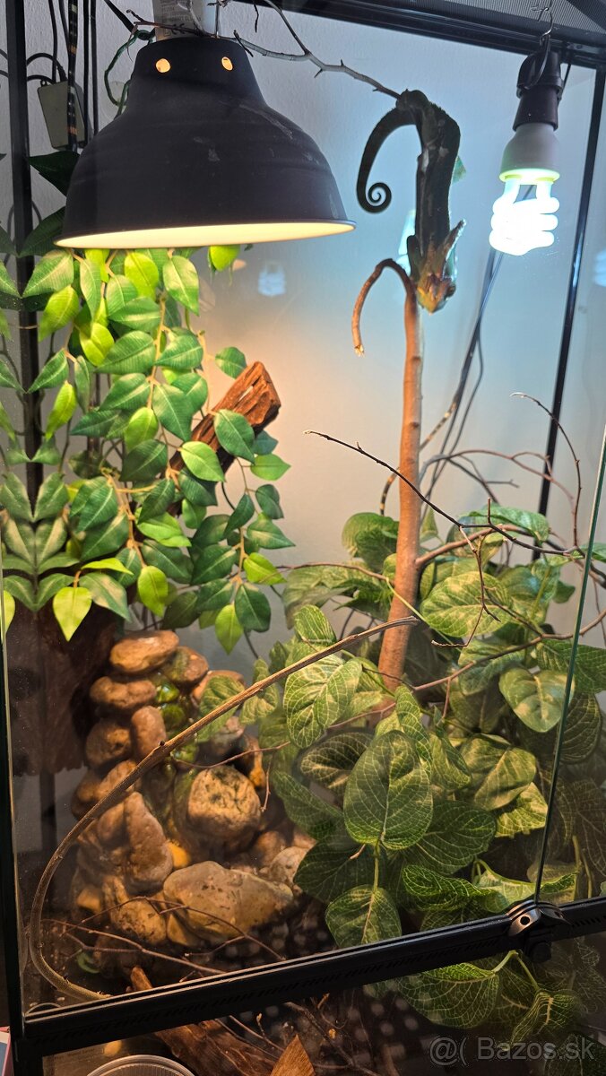 Chameleón