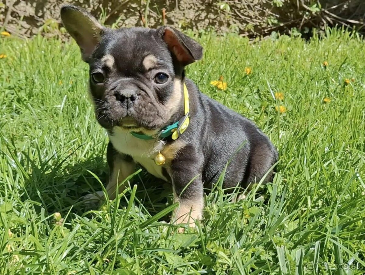 Francuzsky buldocek buldog