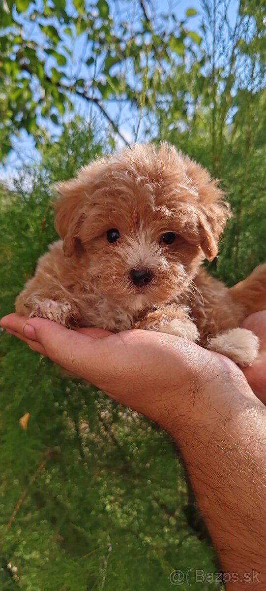 Malí chlapci z Micro Maltipoo