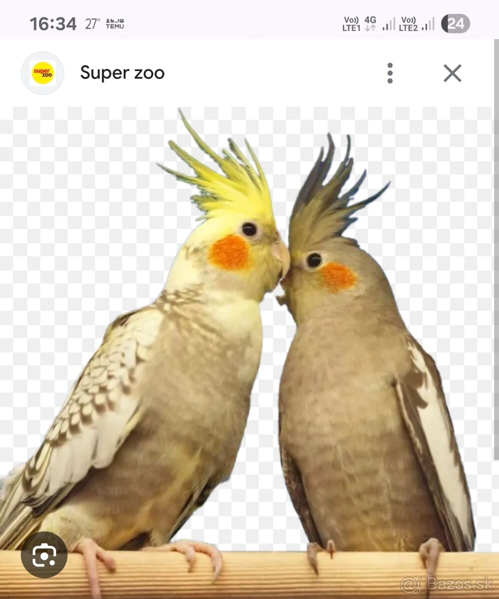Korela