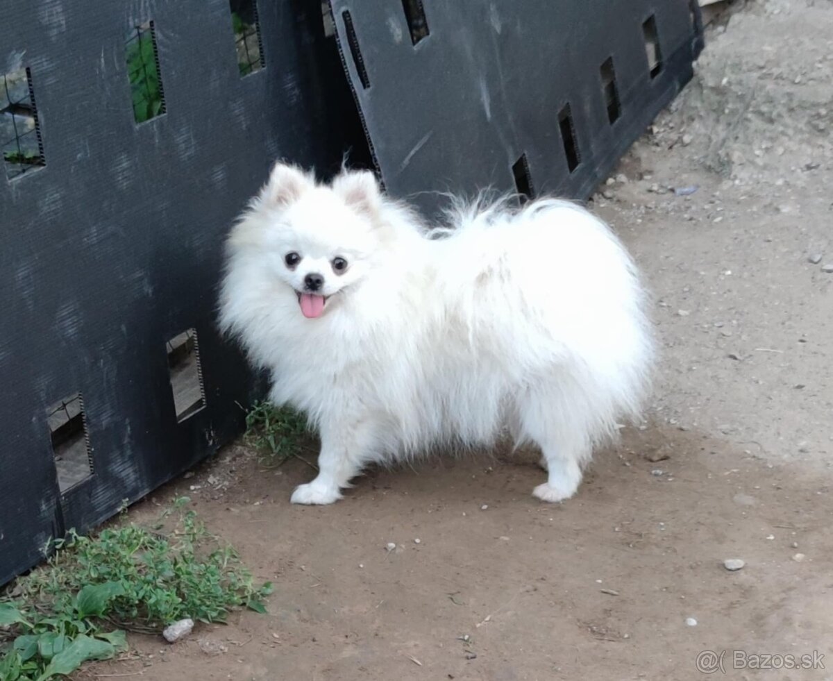 Pomeranian mini s PP