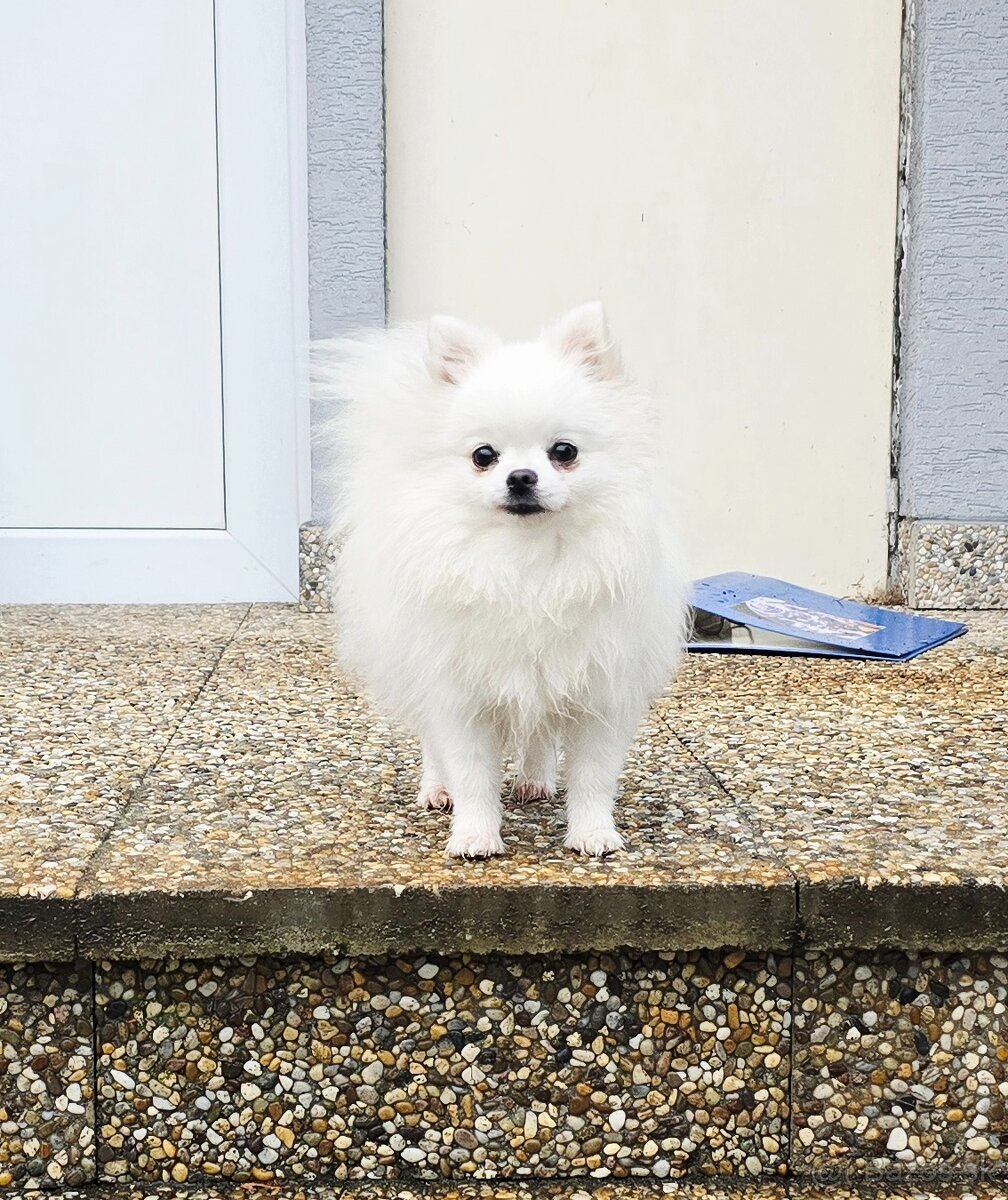 Pomeranian mini s PP FCI