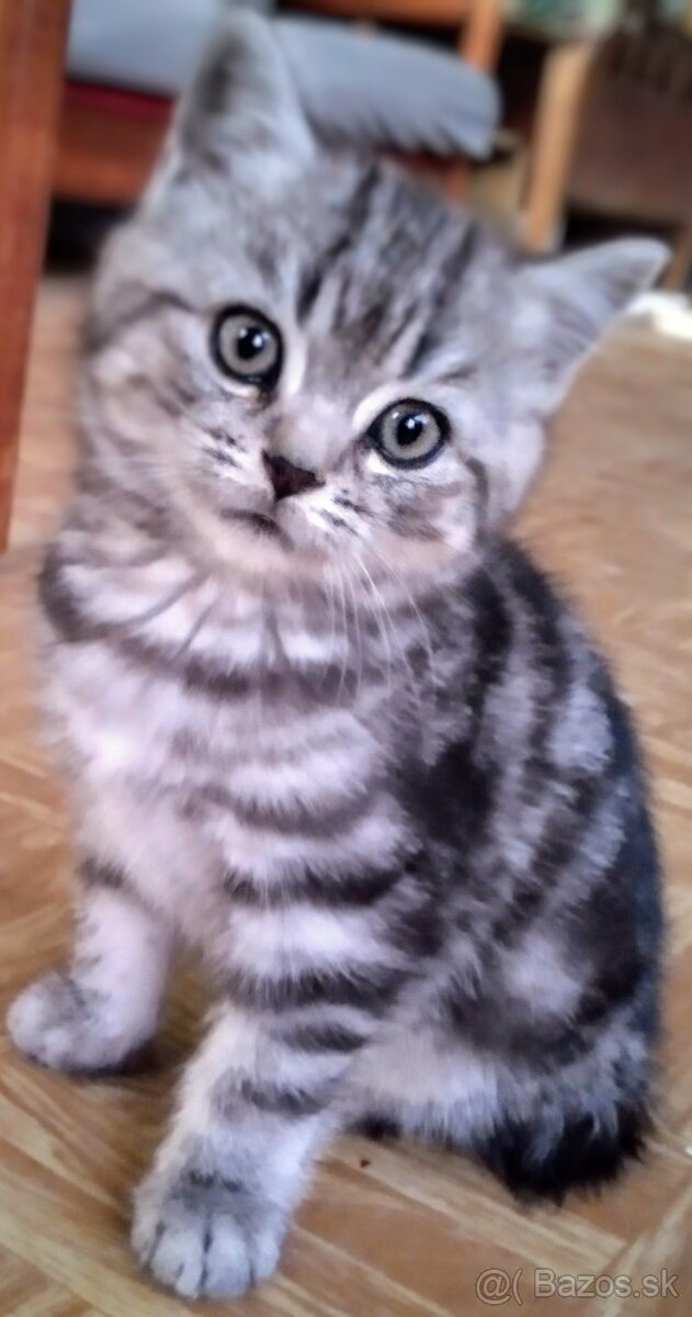 Predám mačiatka Whiskas