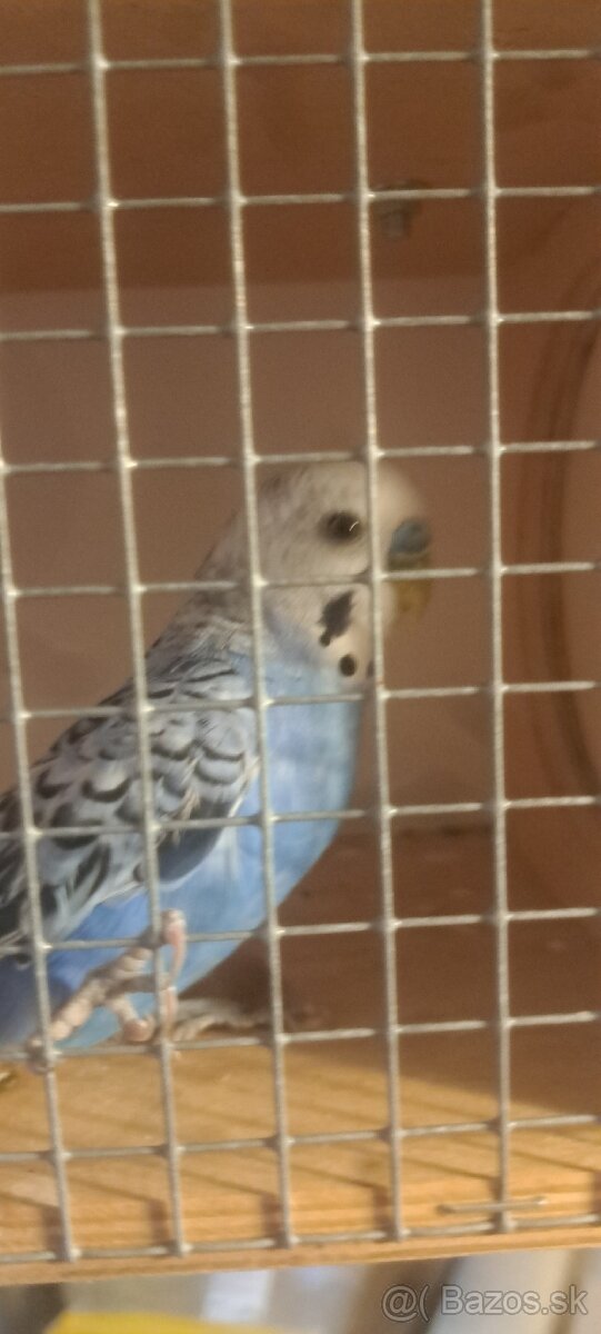 Darujem andulku samca