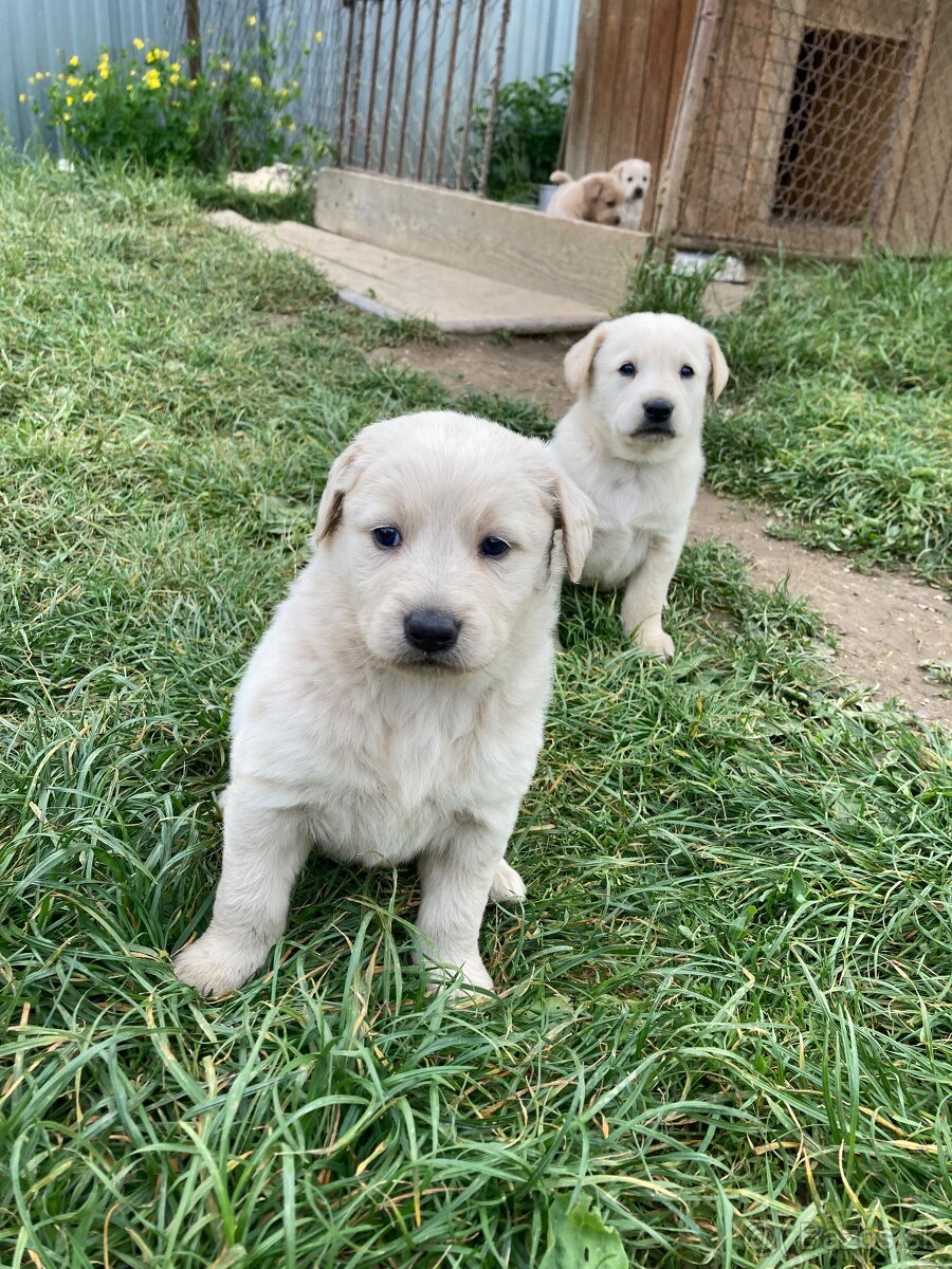 Šteniatka - labrador