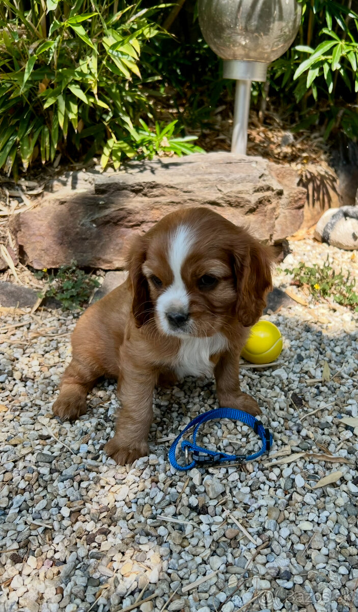 Cavalier