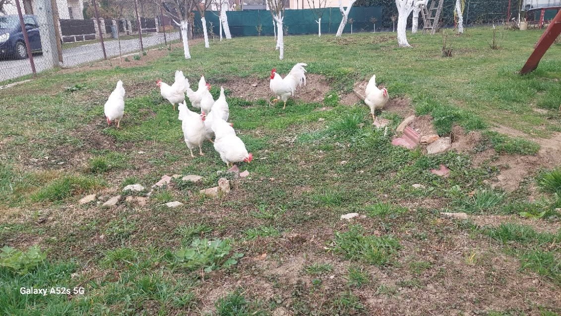 Nasadové vajcia biela Leghorn