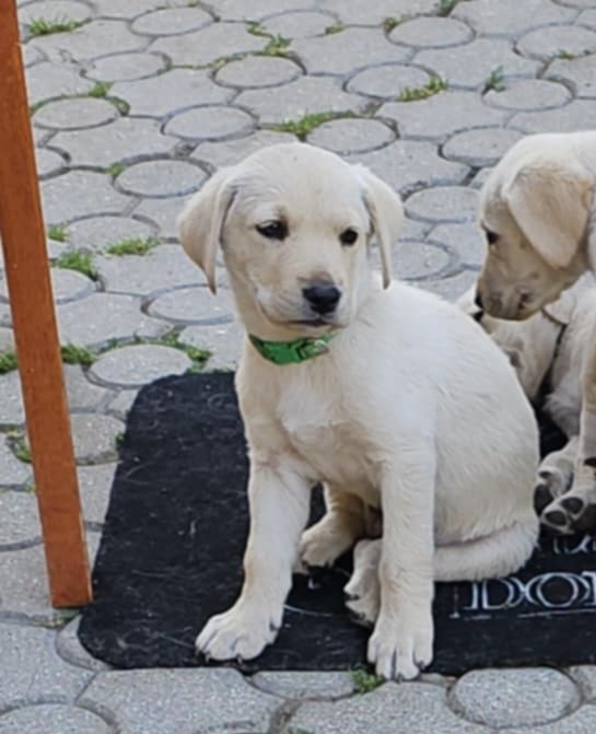 Šteniatko labrador