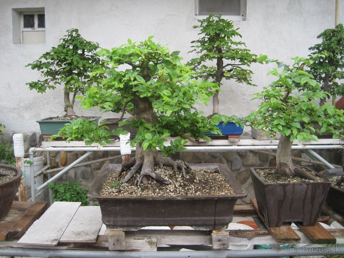 bonsai,bonsaj-hrab 15