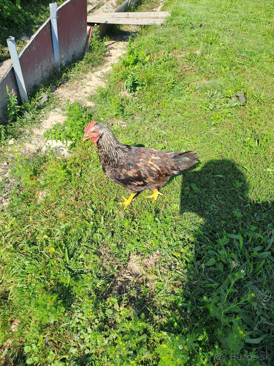 Kohútik a sliepky