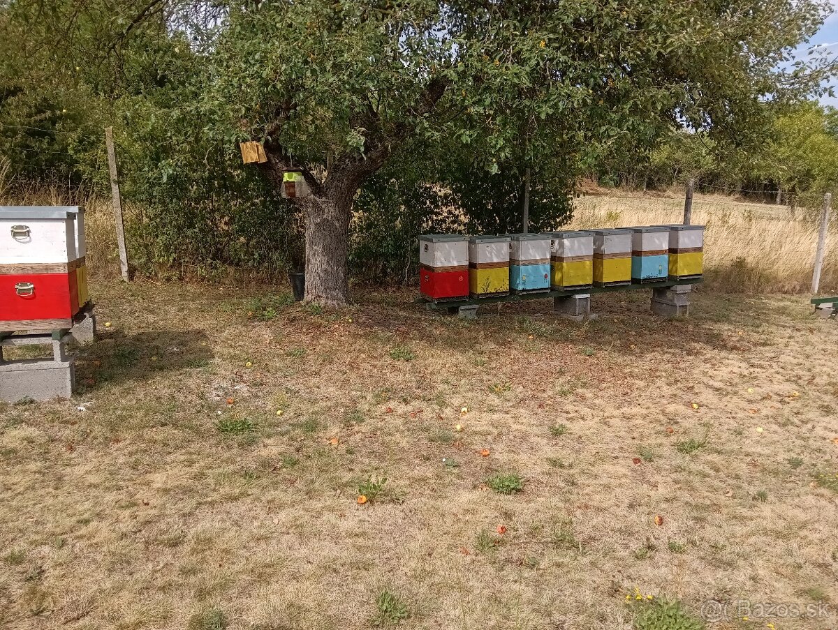 Predám 15 kusov včelstiev B10 aj s uľmi.