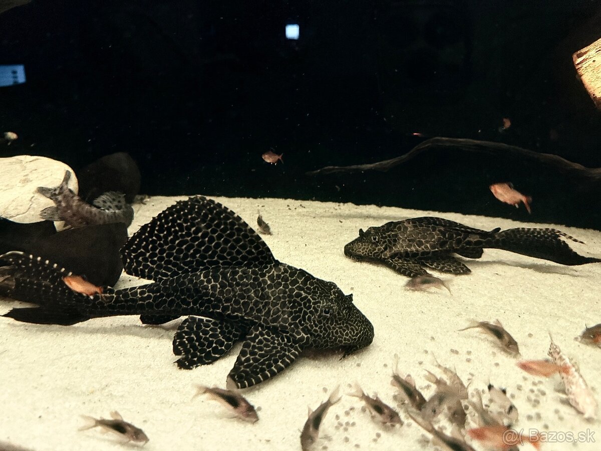 Prísavník veľkoplutvý - Glyptoperichthys gibbiceps