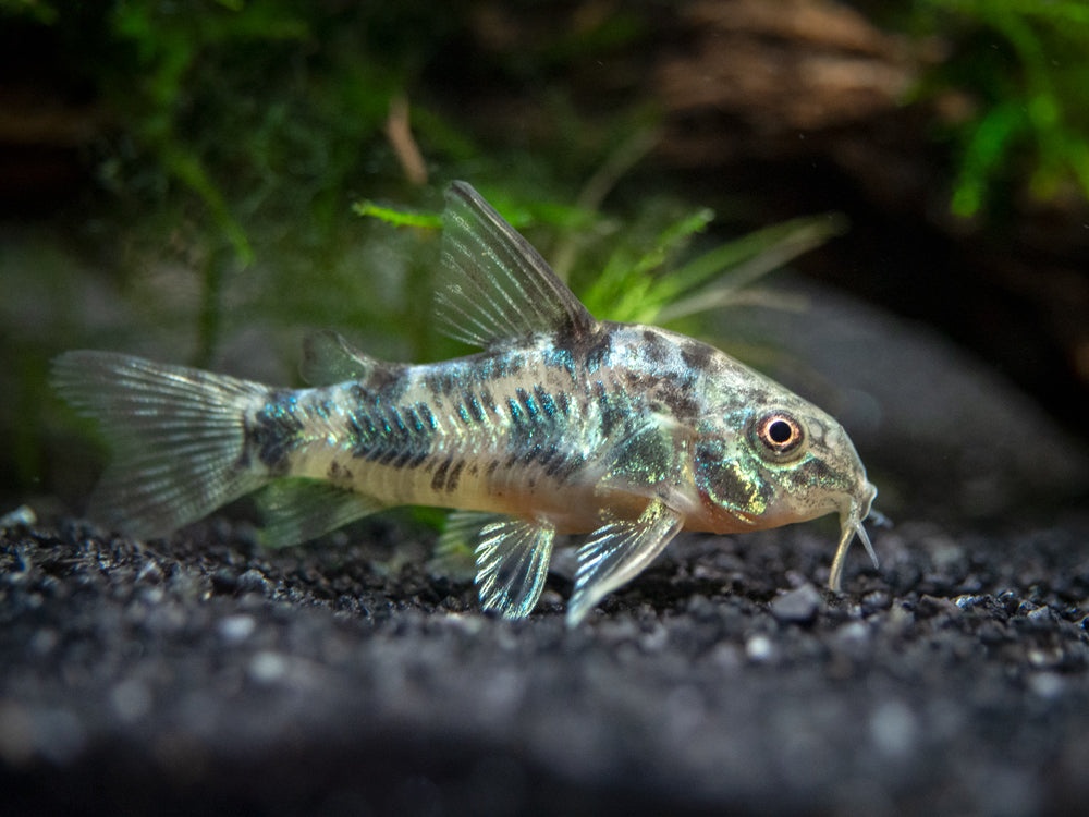 Corydoras paleatus