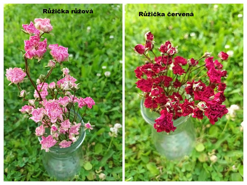 Sušené kvety - Růžičky růžové a červené.