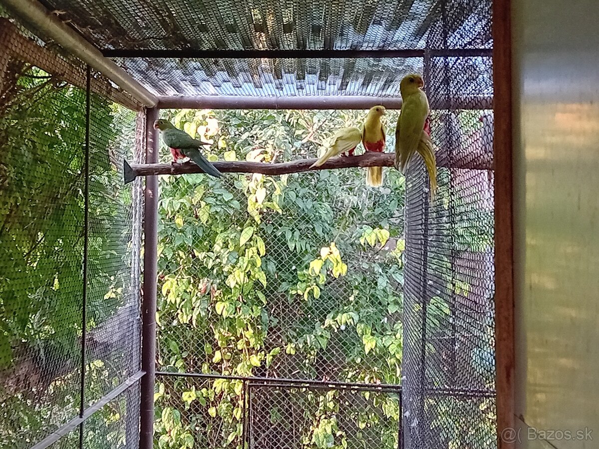 PAPAGÁJ KRÁLOVSKÝ štepiteľné na žlté