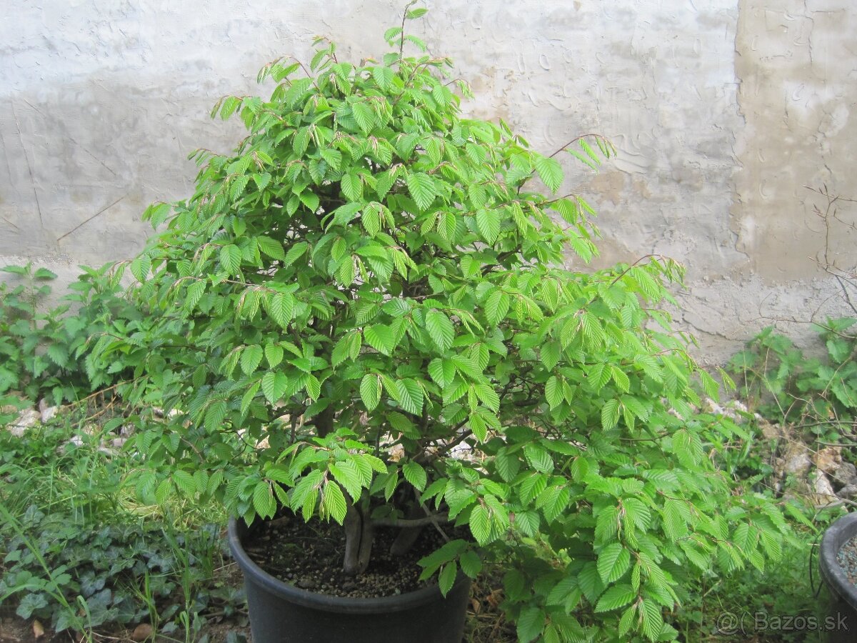 bonsai,bonsaj-hrab 7