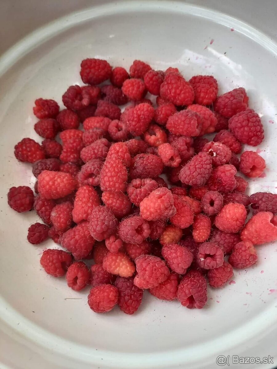 Sadenice maliny