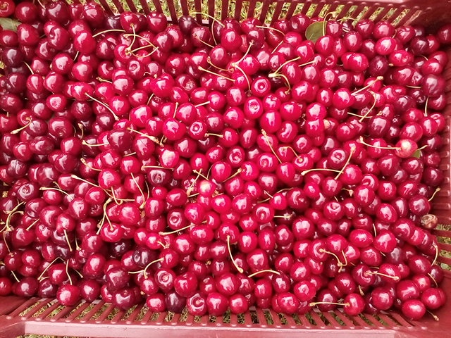 Čerešne