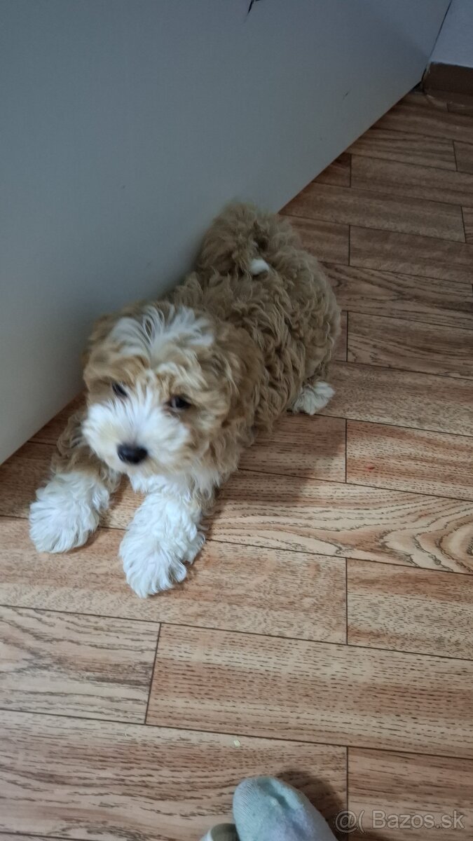 Predám psíka Maltipoo