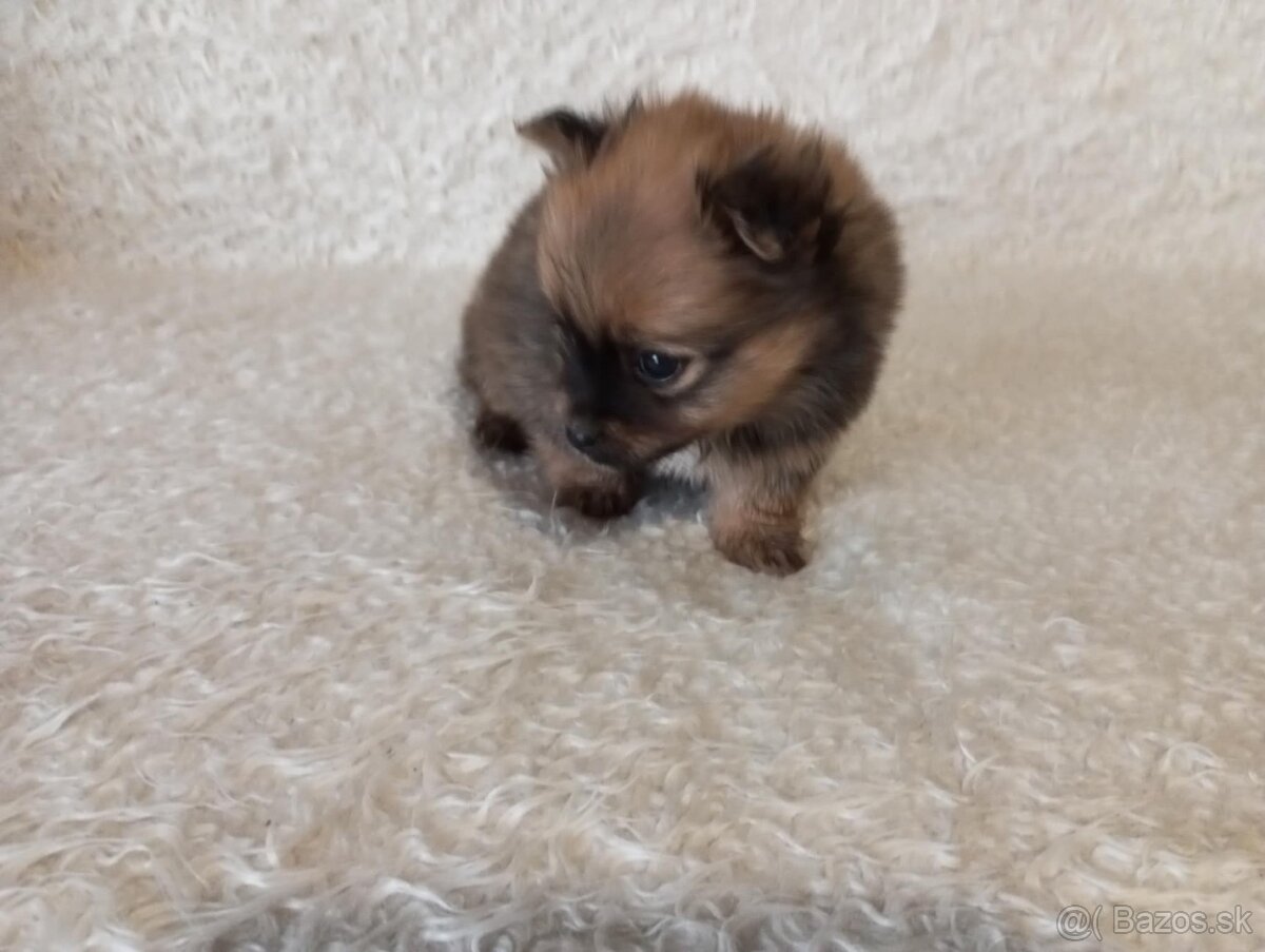 šteniatka Pomeranian 🐾