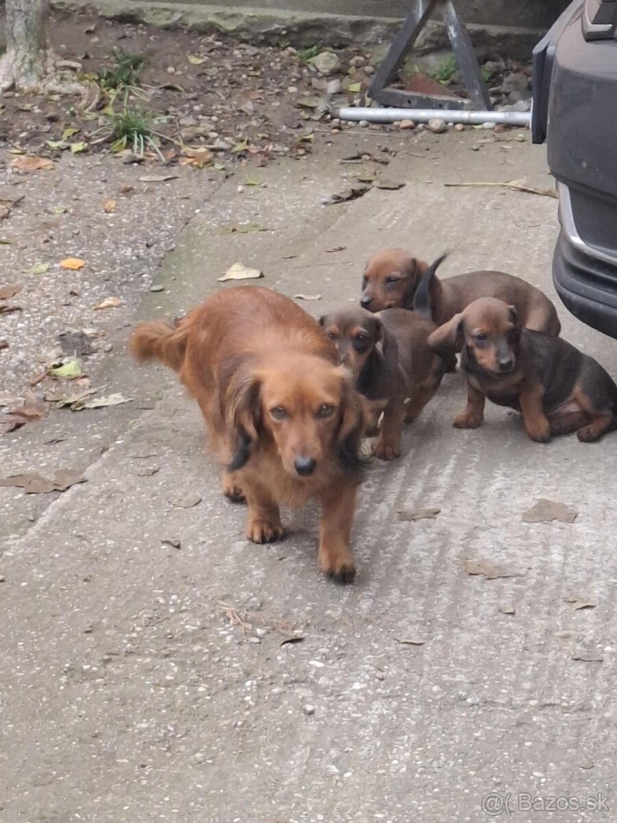 Predám šteniatka jazvečika.