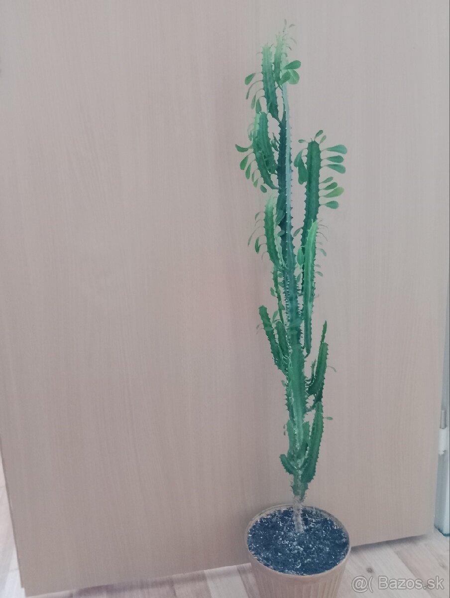 Kvet  - Euphorbia trigona mill