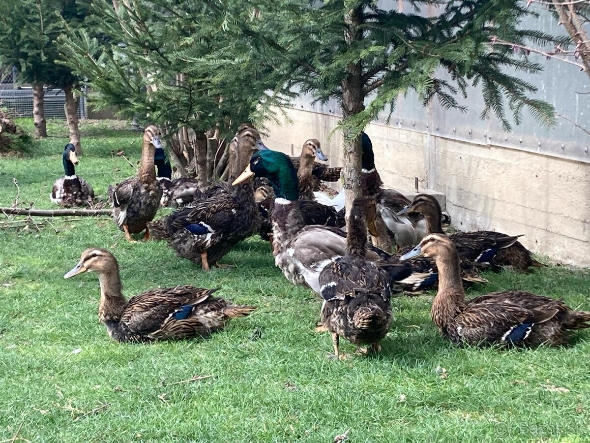 Hempšírka, Maranska čierna medenokrká, Kačka ruánska