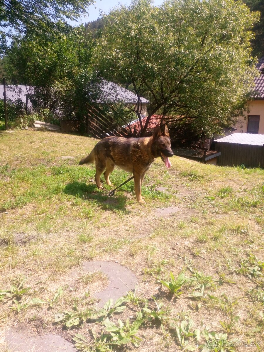 Nemecký ovčiak na predaj