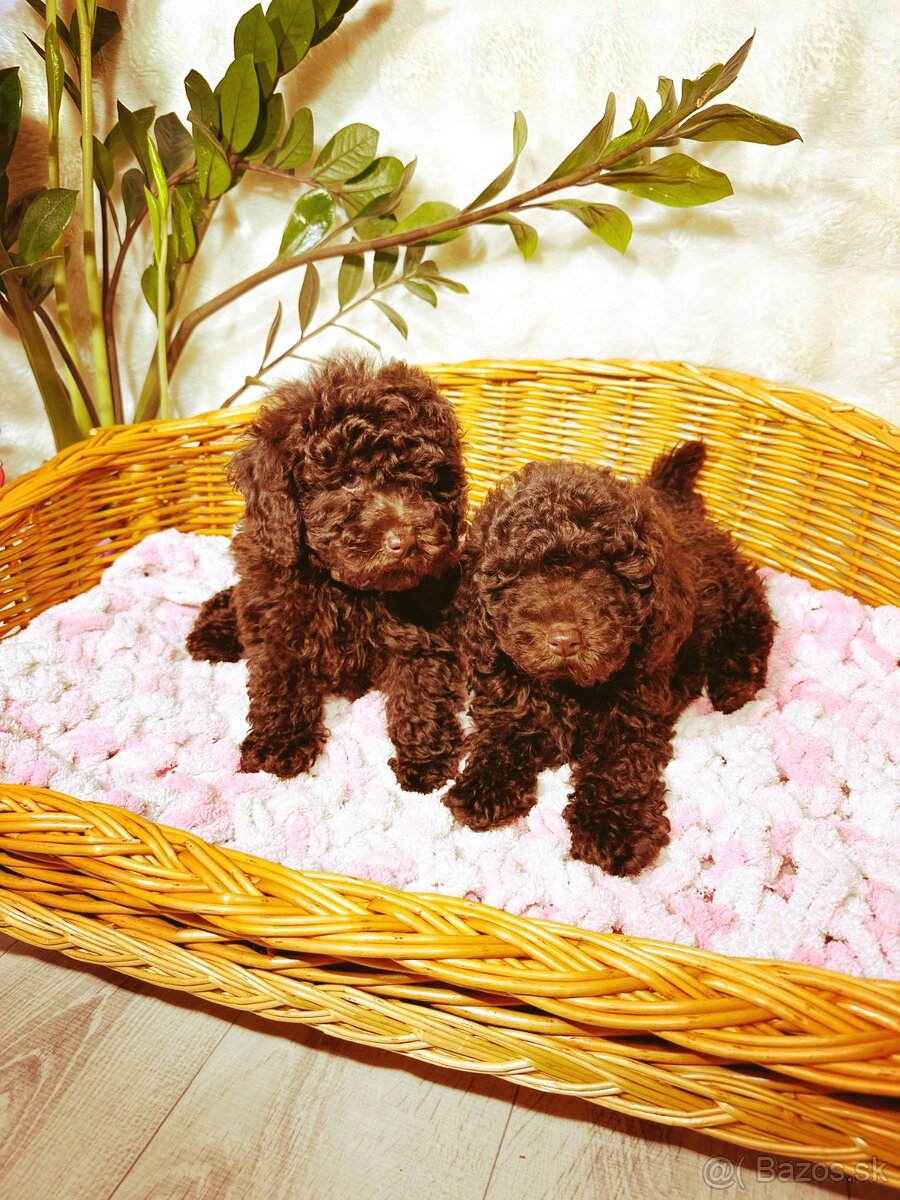 Pudel toy chocolate