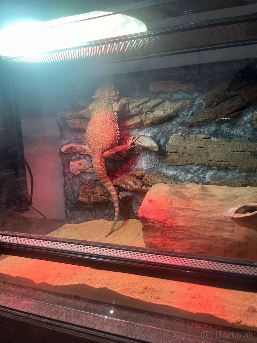 Agama bradata