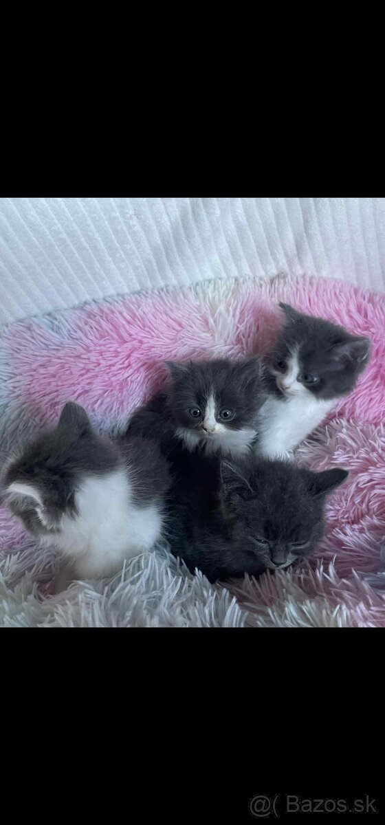 Ragdoll s britským bicolor mačiatka