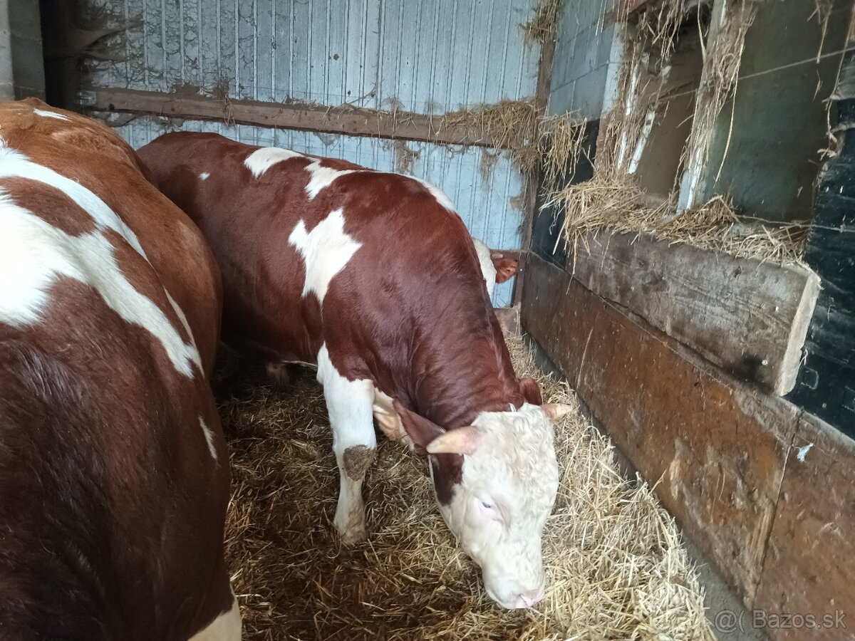 Byki na predaj