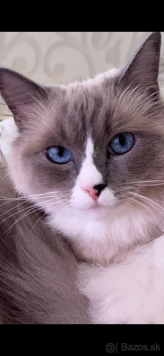 Predám Ragdoll mačíčku