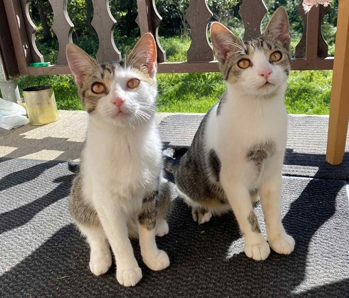 Darujem mačiatka - mačky