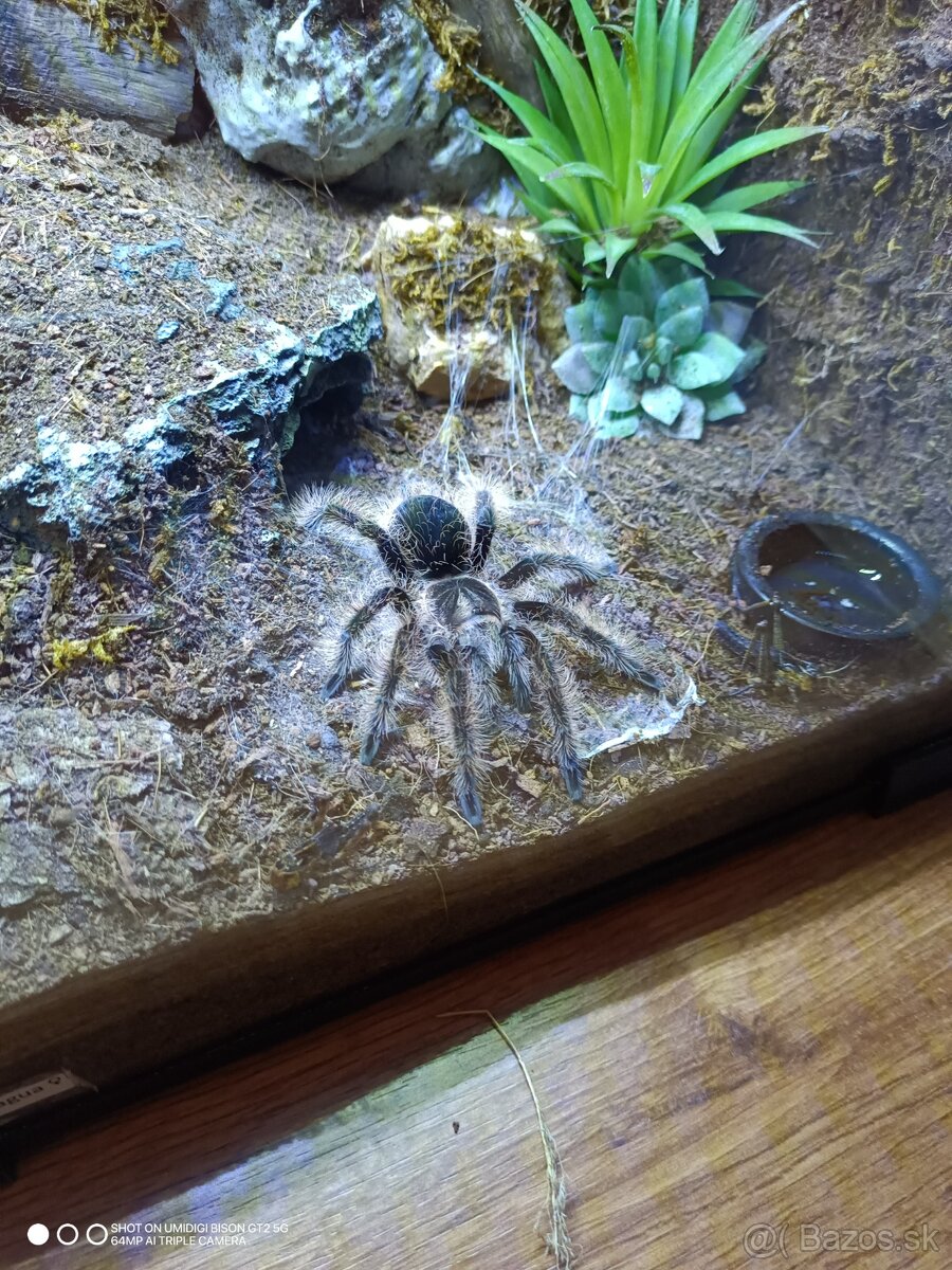 Tarantula, pavúk, vtáčkar