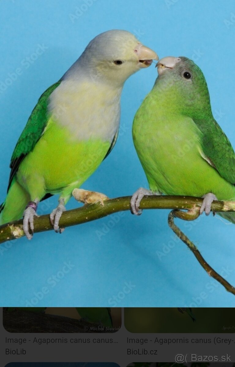 Agapornis šedohlavý