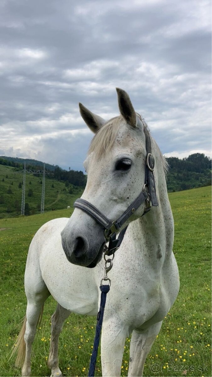 Predam kobylku Zoe