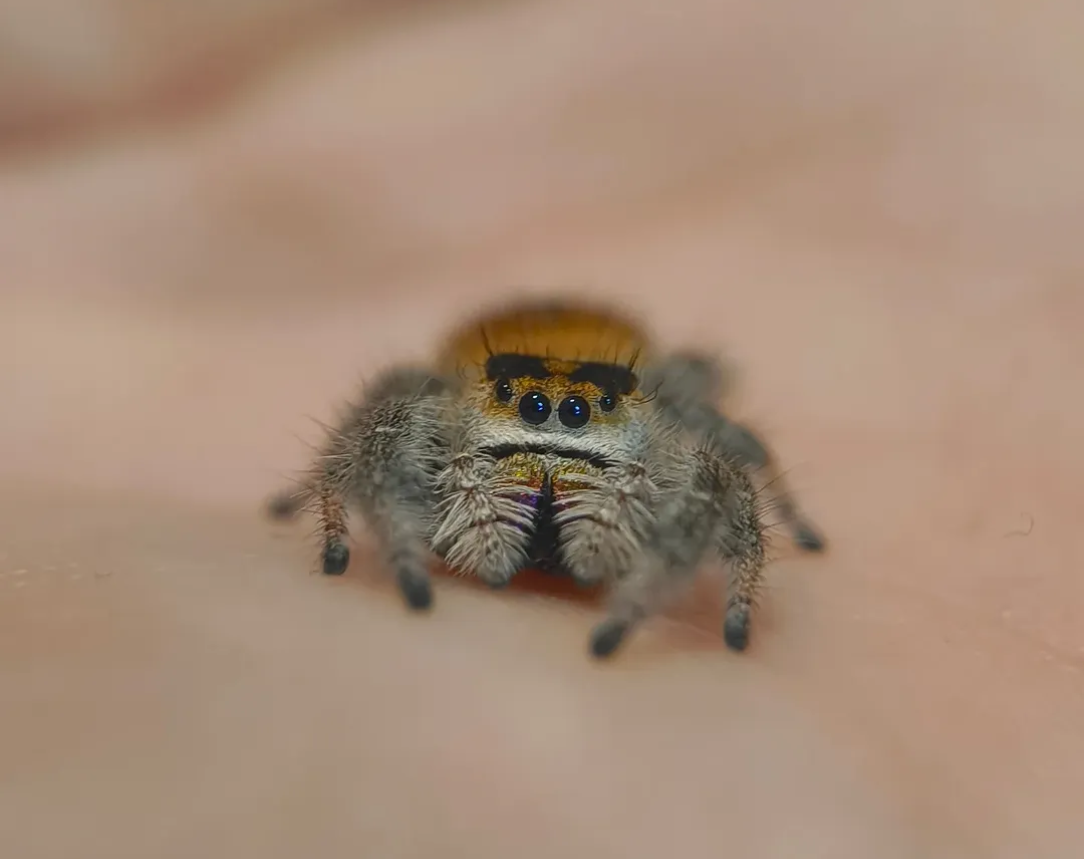 Skákavka Phidippus Regius