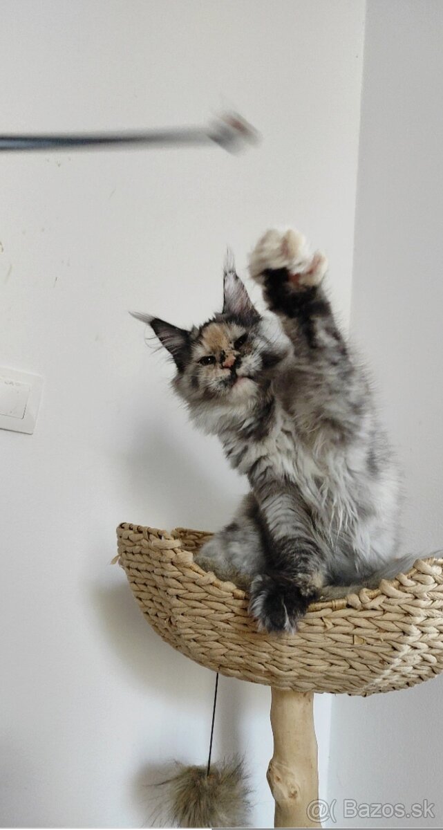 Maine Coon s PP