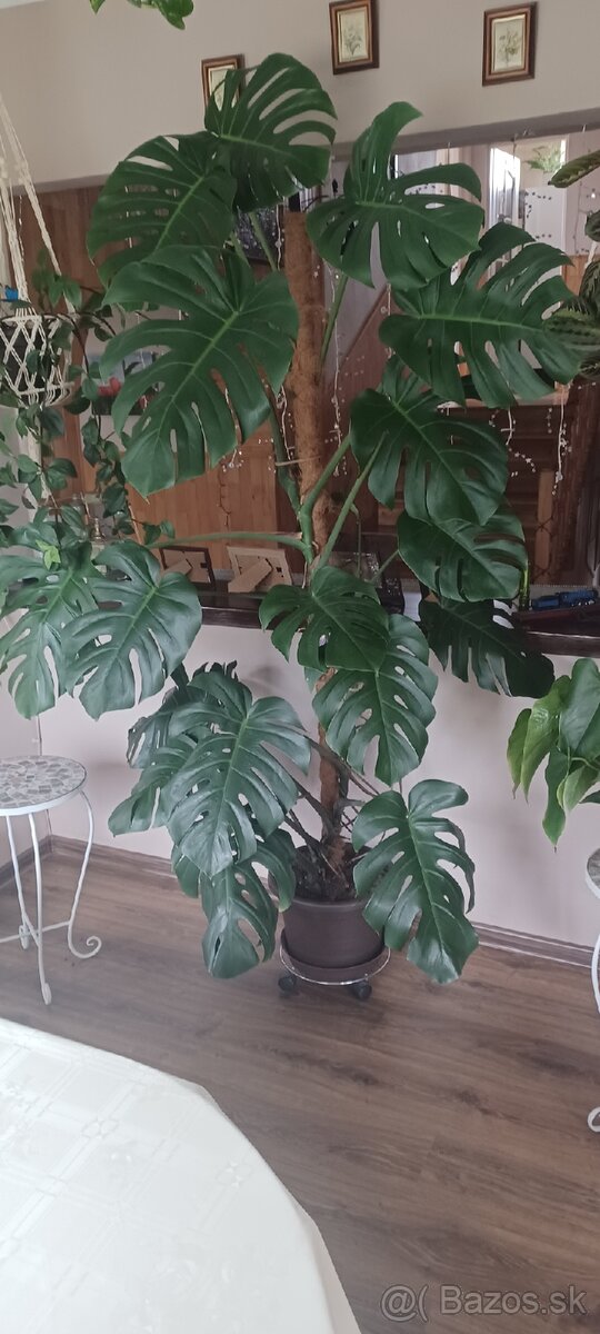 Monstera