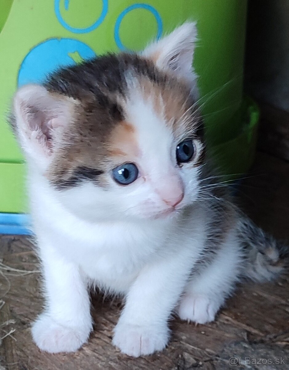 Mačiatko