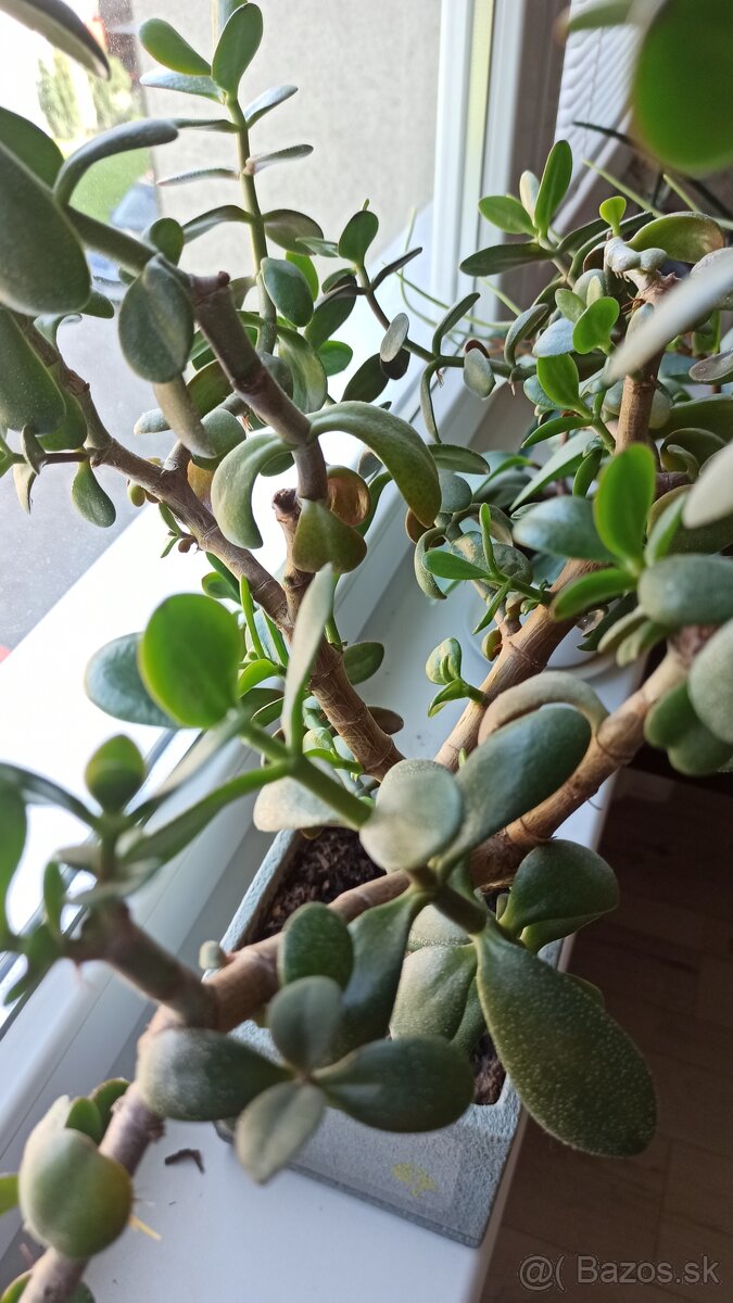 Tučnolist (Crassula ovata)