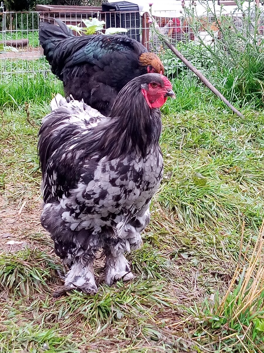 Mladé kohúty brahman