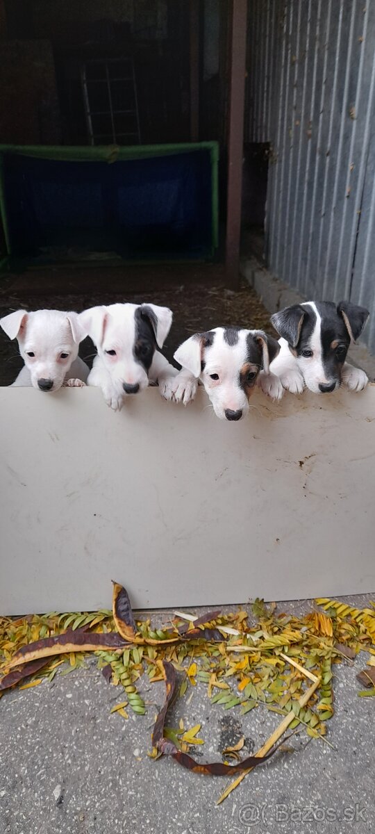 Jack Russell teriér