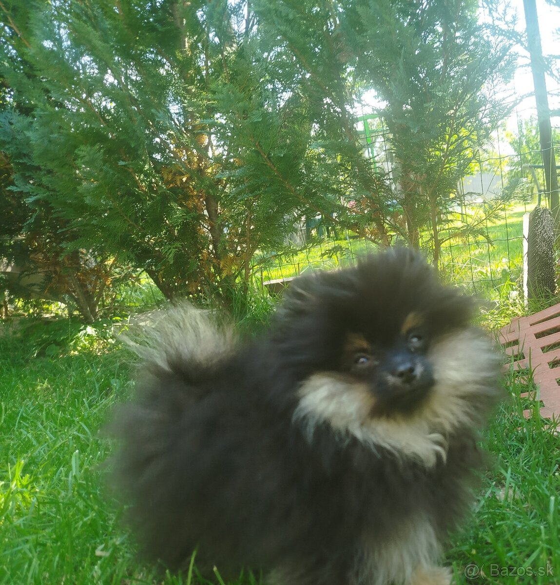 Predám fenku pomeraniana sPP FCI