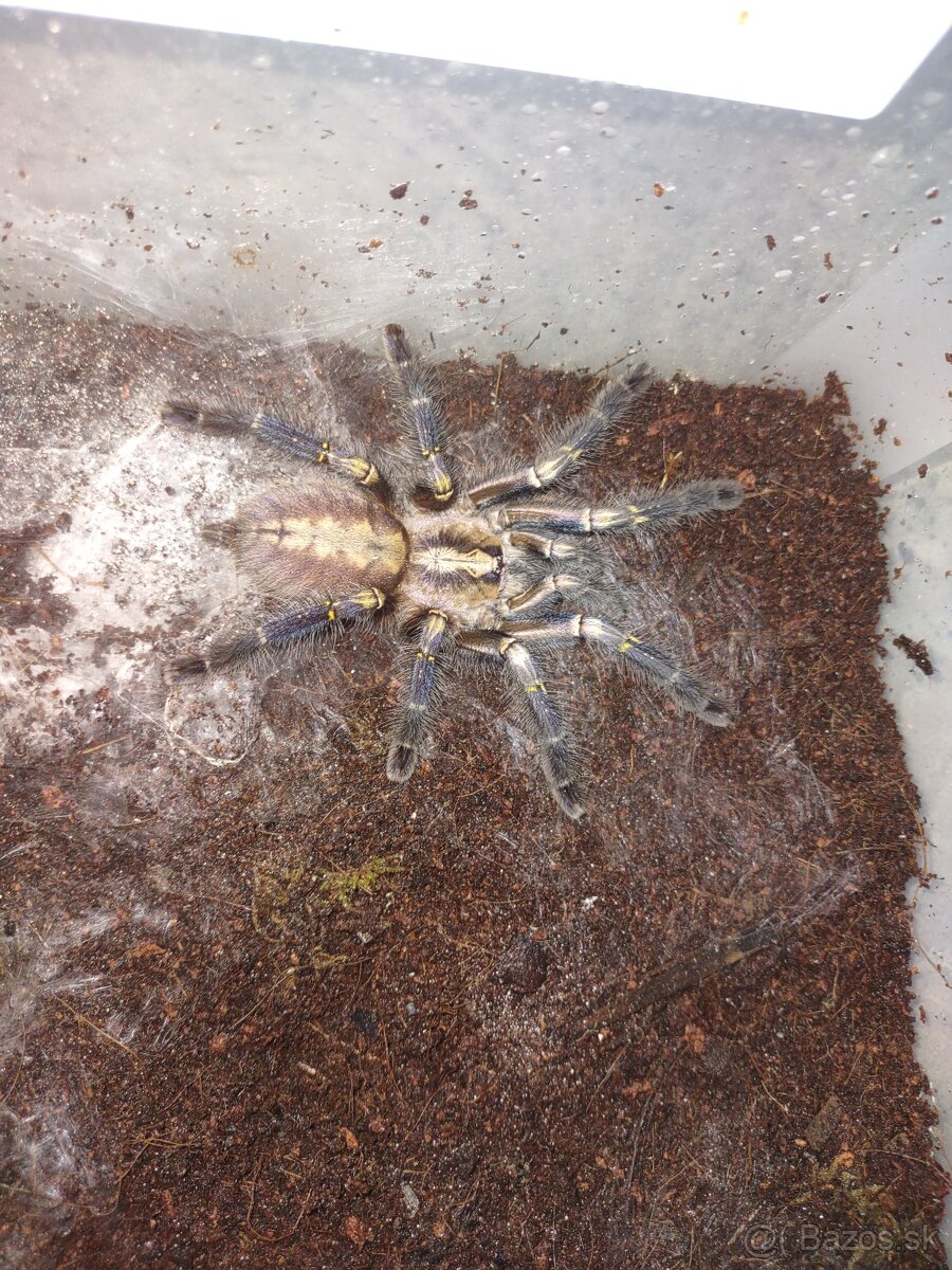 Tarantula
