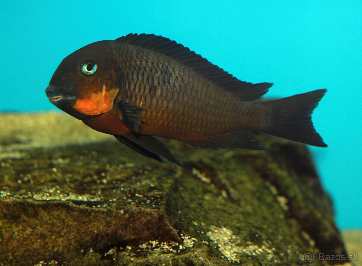 Tropheus mpimbwe red cheek